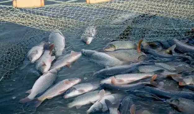 羅茨鼓午夜免费小视频水產養殖鱖魚案例